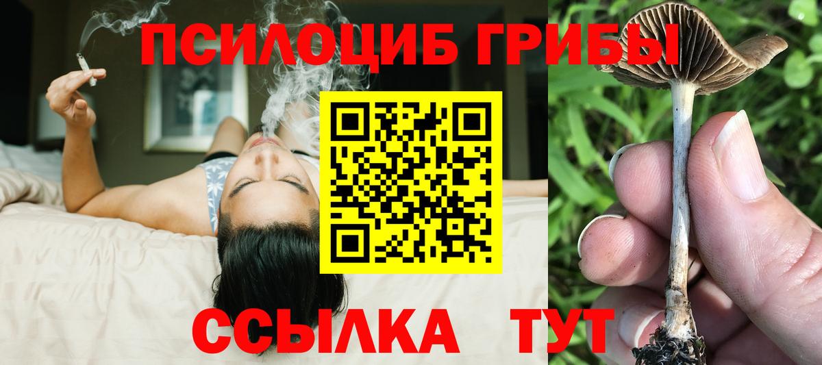 Владимир  Псилоцибиновые грибы прущие грибы  Вход с VPN  Галлюциногенные грибы Psilocybe 